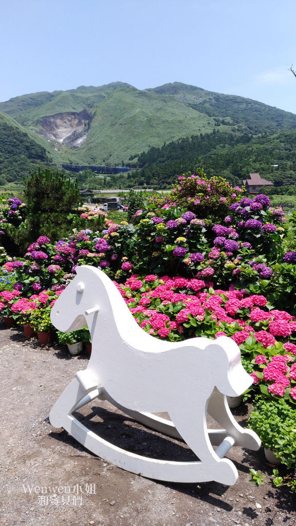 2019.05.21 陽明山竹子湖大賞園繡球花季 (3).jpg