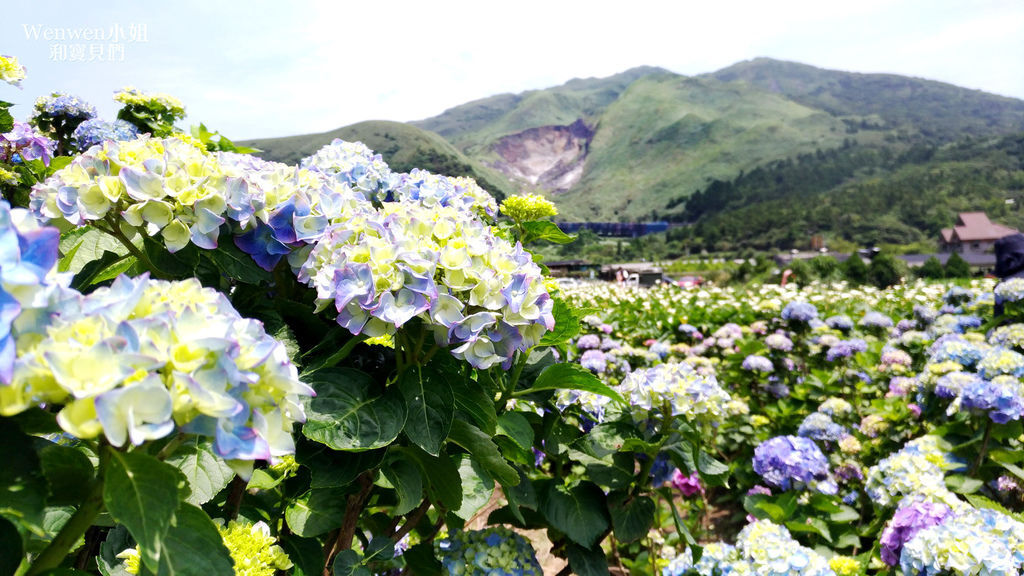 ❤浪漫風信子、鬱金香、梅花、櫻花、優雅茶花隧道~ 周末免費送