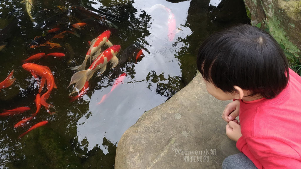 2019 苗景景點五穀文化村 陶瓷彩繪 餵魚餵咕咕雞 (25).jpg