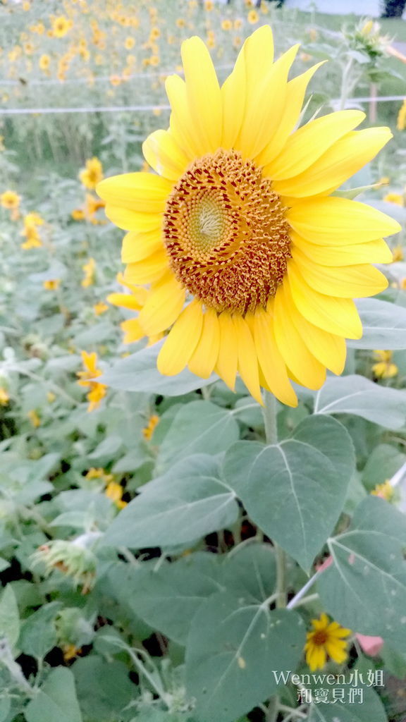 2019.09.22 台北向日葵花海 美堤河濱公園 (5).jpg