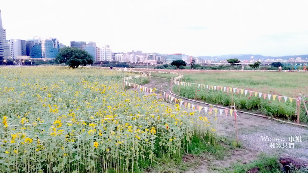 2019.09.22 台北向日葵花海 美堤河濱公園 (9).jpg