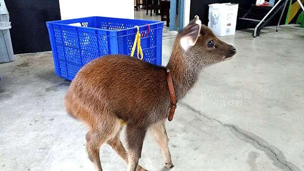 2019.05.01 山腳鹿場 餵小鹿喝奶 餵鹿吃草 (22).jpg