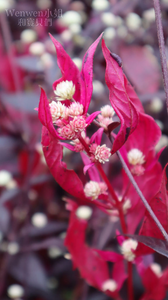 2019.12 龍潭湖 紅龍草開花 (2).JPG