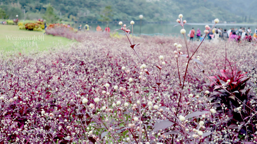 2019.12 龍潭湖 紅龍草開花 (1).JPG