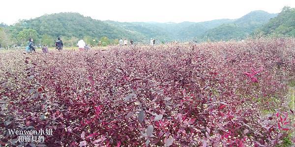 2019.12 龍潭湖 紅龍草開花 (4).jpg