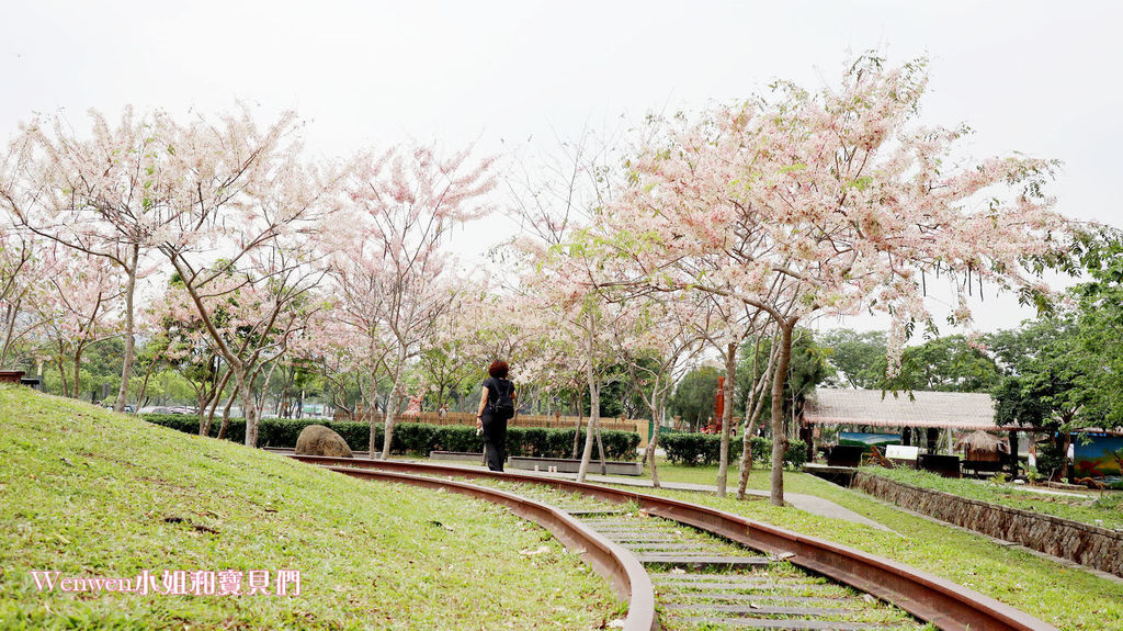 嘉義花旗木 觸口遊客中心 花旗木盛開 觸口梅花鹿園區 逐鹿傳說 (11).JPG