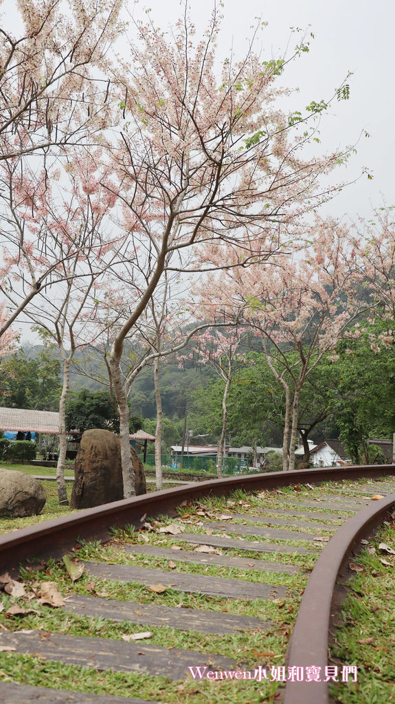 嘉義花旗木 觸口遊客中心 花旗木盛開 觸口梅花鹿園區 逐鹿傳說 (8).JPG