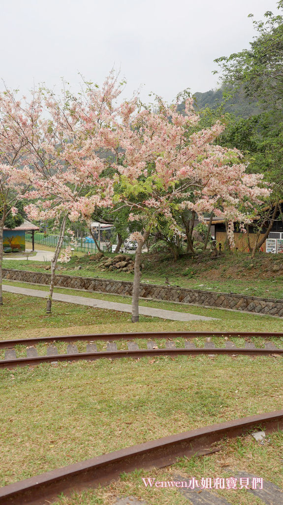 嘉義花旗木 觸口遊客中心 花旗木盛開 觸口梅花鹿園區 逐鹿傳說 (10).JPG