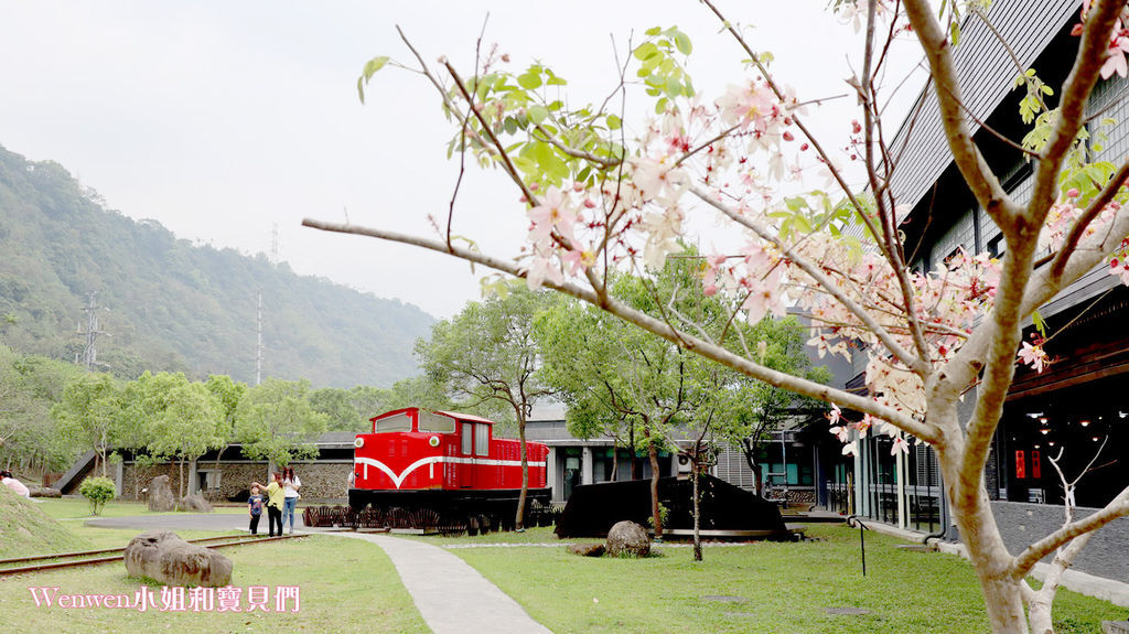 嘉義花旗木 觸口遊客中心 花旗木盛開 觸口梅花鹿園區 逐鹿傳說 (16).JPG