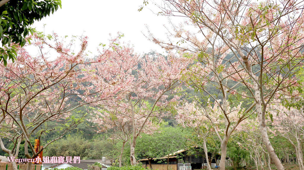 嘉義花旗木 觸口遊客中心 花旗木盛開 觸口梅花鹿園區 逐鹿傳說 (17).JPG