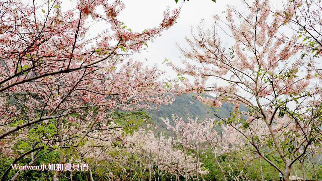 嘉義花旗木 觸口遊客中心 花旗木盛開 觸口梅花鹿園區 逐鹿傳說 (18).JPG