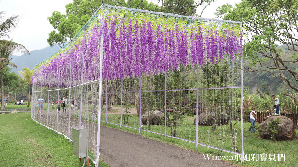 嘉義紫藤花造景 阿里山公路沿線景點 旺萊山愛情大草原紫藤花 (24).JPG