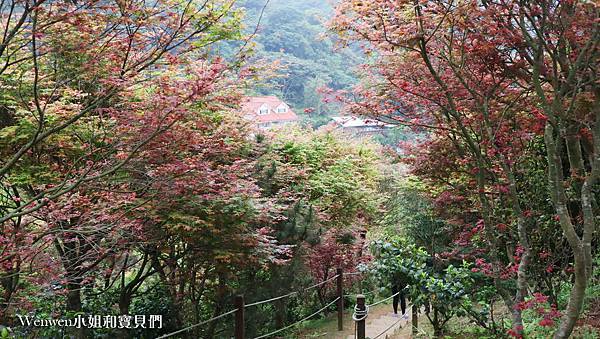 2020.04 陽明山景點 台北奧萬大賞楓 (22).JPG