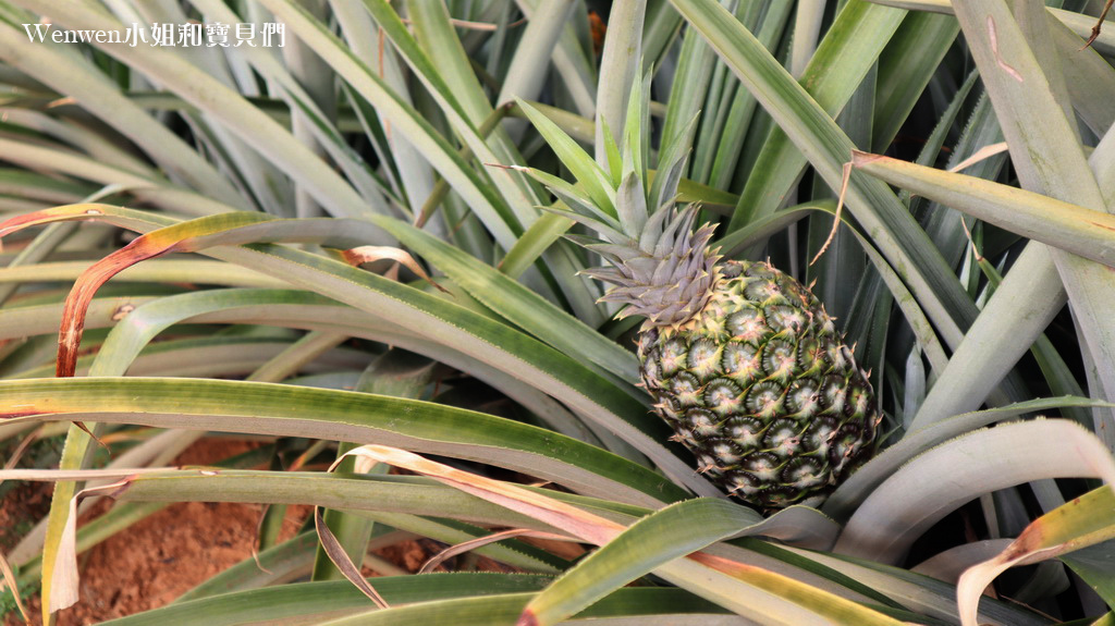 2020.02.15 嘉義鳳梨酥 民雄免費景點旺萊山鳳梨文化園區PineApple Hill (21).JPG