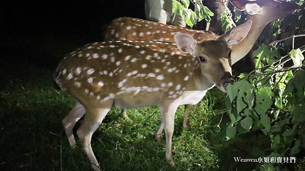 2020暑假 墾丁親子飯店 墾丁悠活度假村樓中樓 阿信巧克力農場夜探梅花鹿 (69).JPG