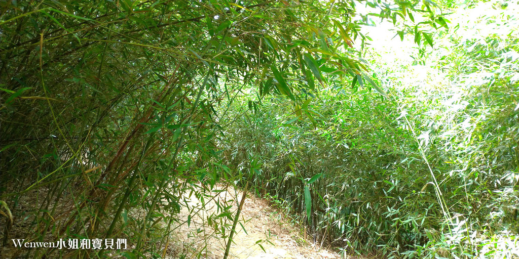 2020.08 新北微笑山線 親子登山步道推薦 牛灶山步道 (1).jpg