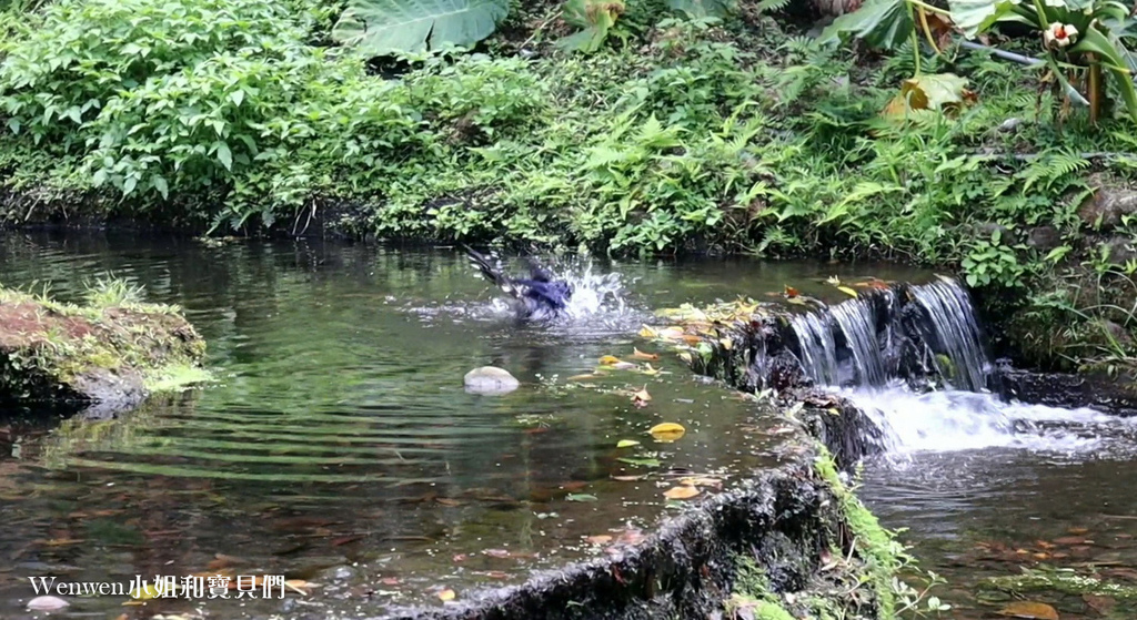 台北市公園 陽明山前山公園 (11).jpg