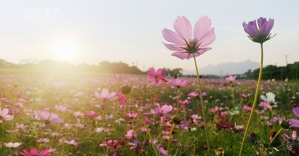 關渡花海節.jpg