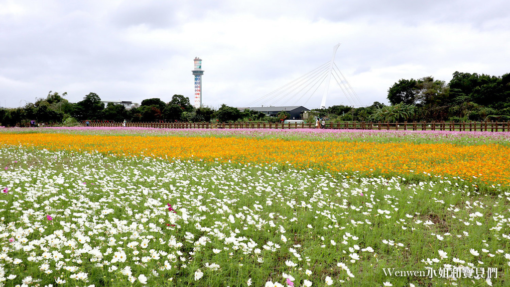 2020.11.10 關渡花海最新花況更新 (9).JPG