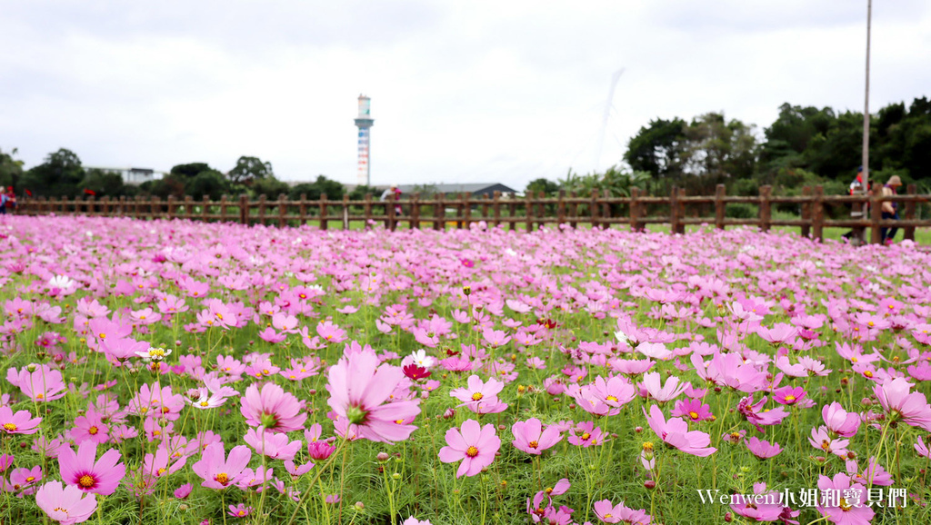 2020.11.10 關渡花海最新花況更新 (6).JPG