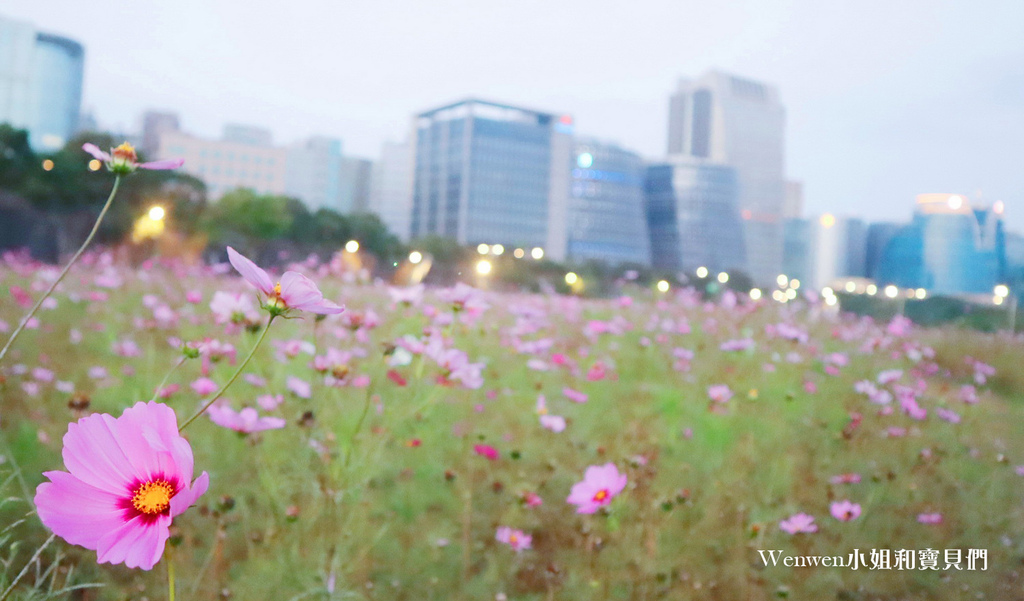 2021台北市美堤河濱公園花海 (1).jpg