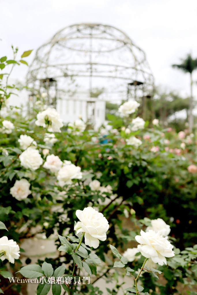 2021台北玫瑰展 花博新生園區台北玫瑰園 (5).JPG