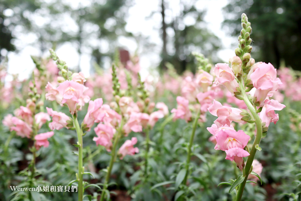 2021大安森林公園繡球花 杜鵑花展 (10).JPG