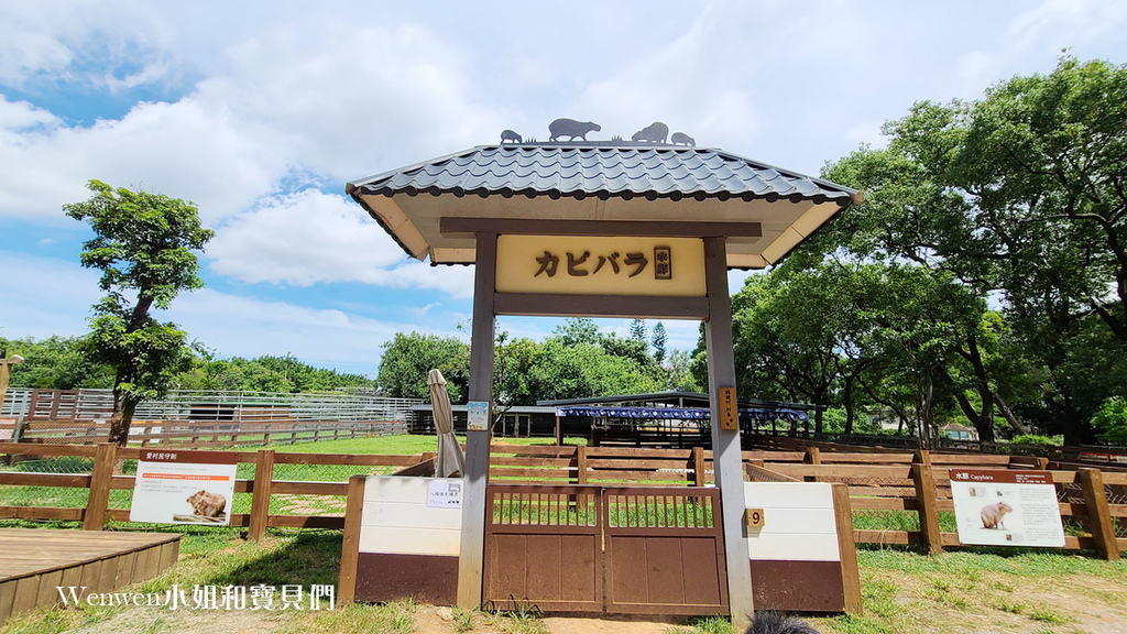 2021.08.13 埔心牧場門票優惠 搭小火車 餵水豚 梅花鹿 (9).jpg