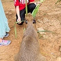 2021.08.13 埔心牧場門票優惠 搭小火車 餵水豚 梅花鹿 (12).jpg