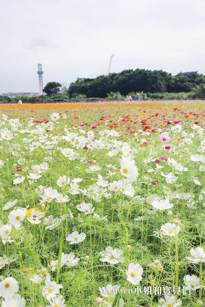 2021關渡花海最新花況 關渡秘境花海怎麼去 (13).JPG