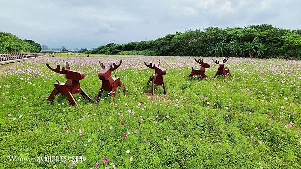 2021關渡花海最新花況 關渡秘境花海怎麼去 (6).jpg