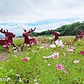 關渡秘境花海 最新花況 (3).jpg