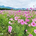 關渡秘境花海 最新花況 (5).jpg