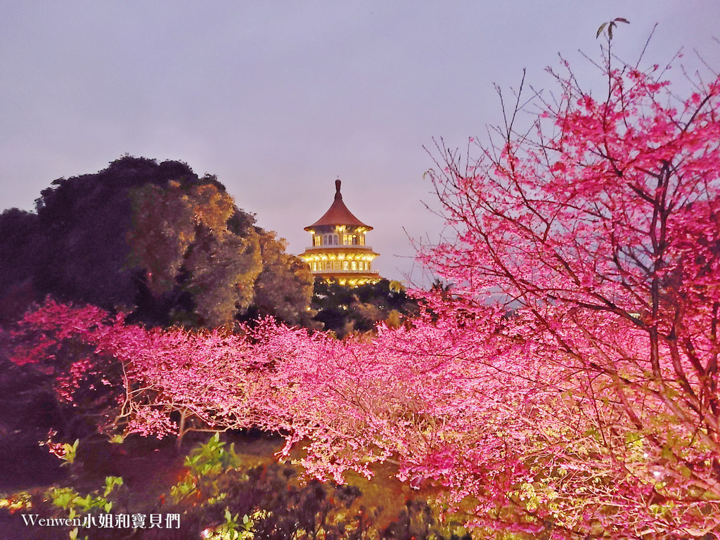 2022淡水天元宮櫻花花況 後山賞夜櫻 (7).jpg