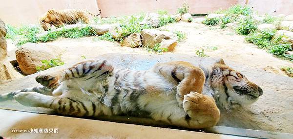 新竹動物園 老虎兄弟 (7).jpg