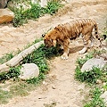 新竹動物園 老虎兄弟 (10).jpg