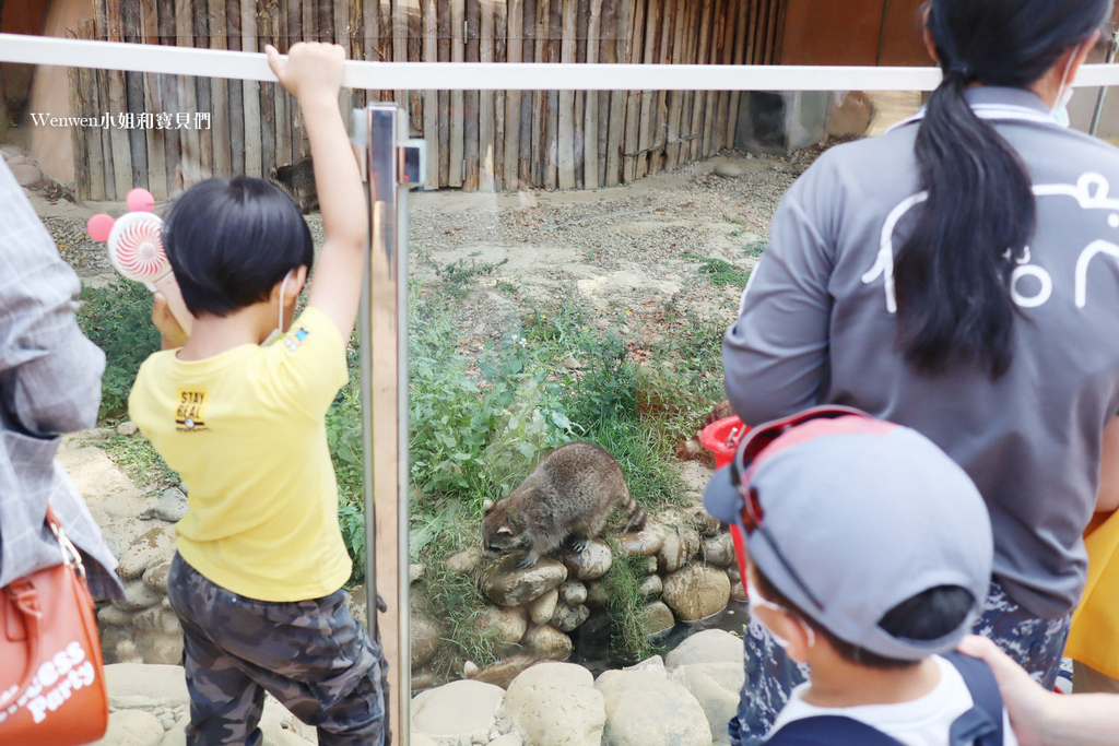 新竹動物園 浣熊 (2).JPG