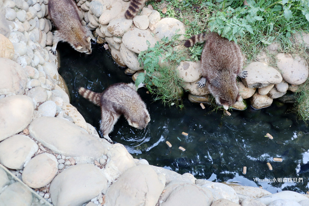 新竹動物園 浣熊 (3).JPG