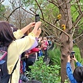 大安森林公園可愛鸚鵡與黃色小鴨  (2).jpg