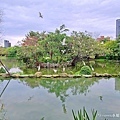 大安森林公園大生態池黃背鷺 (1).jpg