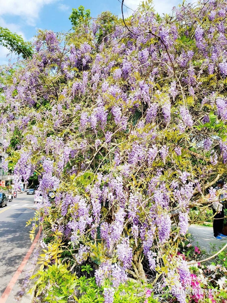 2022台北紫藤花 阳明山前山公园紫藤花亭 (6).jpg