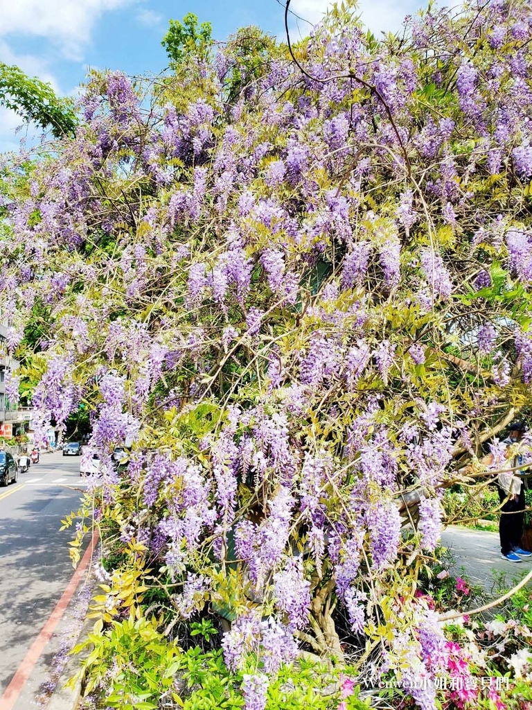 2022台北紫藤花 陽明山前山公園紫藤花亭 (6).jpg