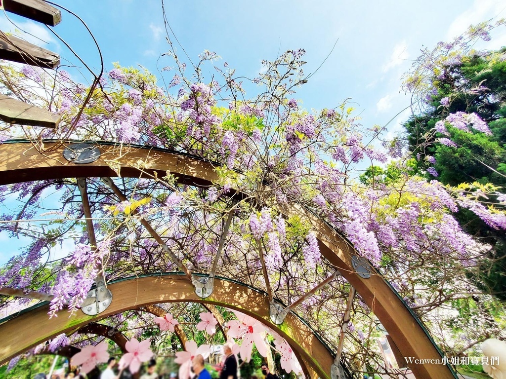 2022台北紫藤花 陽明山前山公園紫藤花亭 (5).jpg