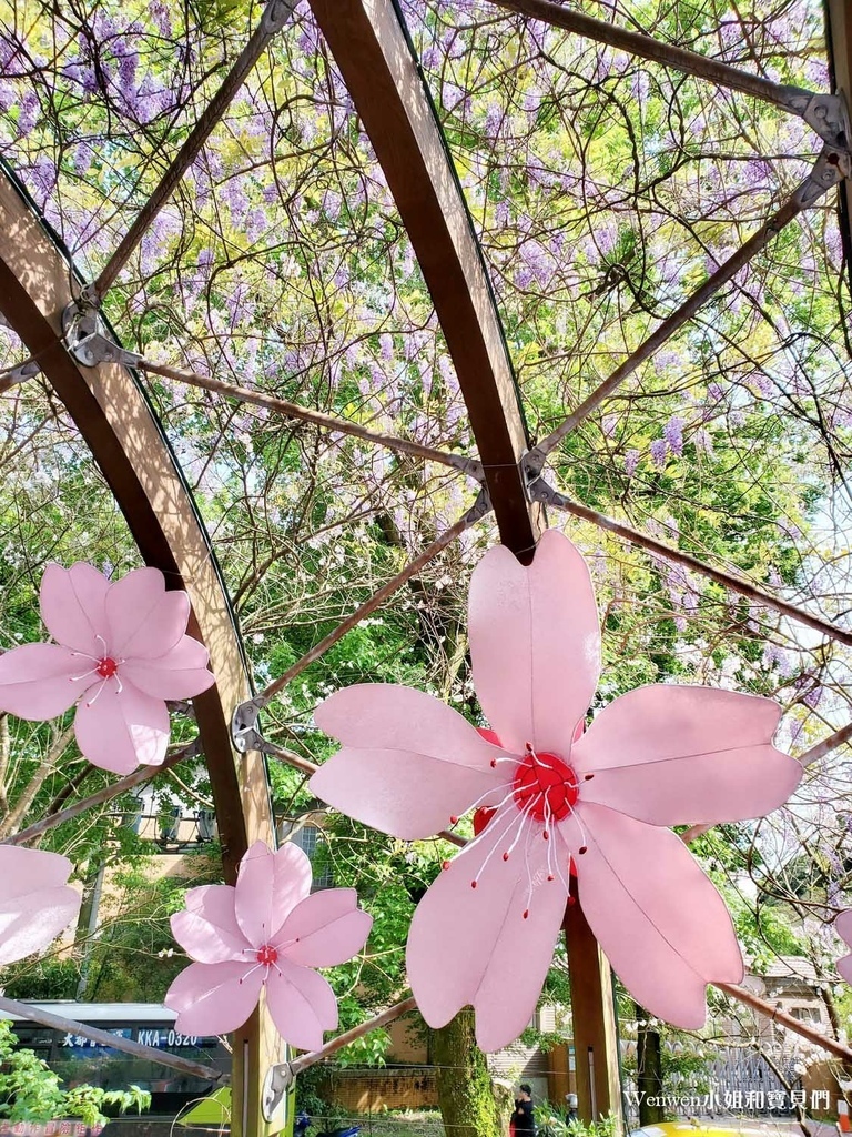 2022台北紫藤花 阳明山前山公园紫藤花亭 (8).jpg