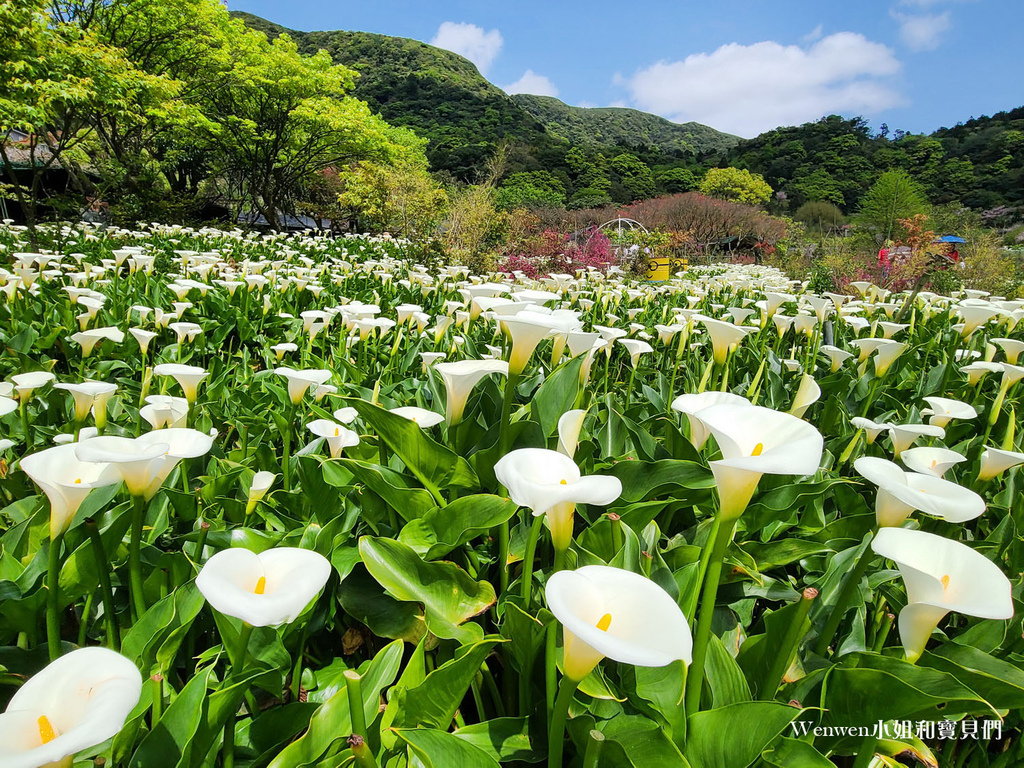 竹子湖 苗榜海芋園花園餐廳 (6).jpg