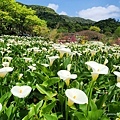 竹子湖 苗榜海芋園花園餐廳 (6).jpg