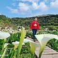 竹子湖 苗榜海芋園花園餐廳 (5).jpg