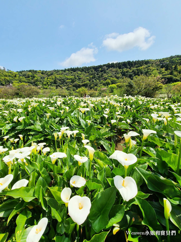 竹子湖 苗榜海芋園花園餐廳 (14).jpg