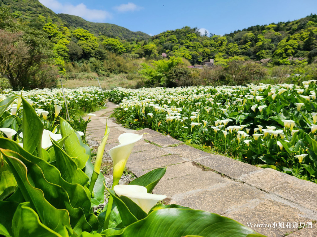 竹子湖 苗榜海芋園花園餐廳 (13).jpg