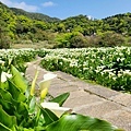 竹子湖 苗榜海芋園花園餐廳 (13).jpg